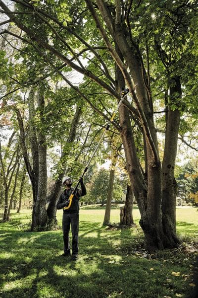 A person uses a DEWALT DCPS620B cordless pole saw to trim tree branches in a green, outdoor park setting. The pole saw has a long handle to reach high branches.