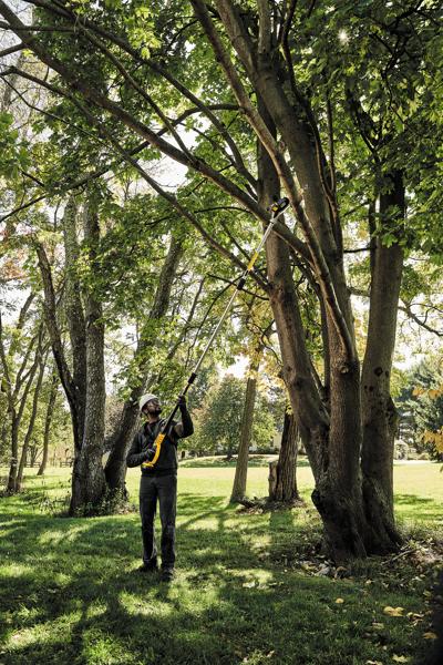 Overhead view of   Brushless Cordless Pole Saw being used by a person to prune branches.